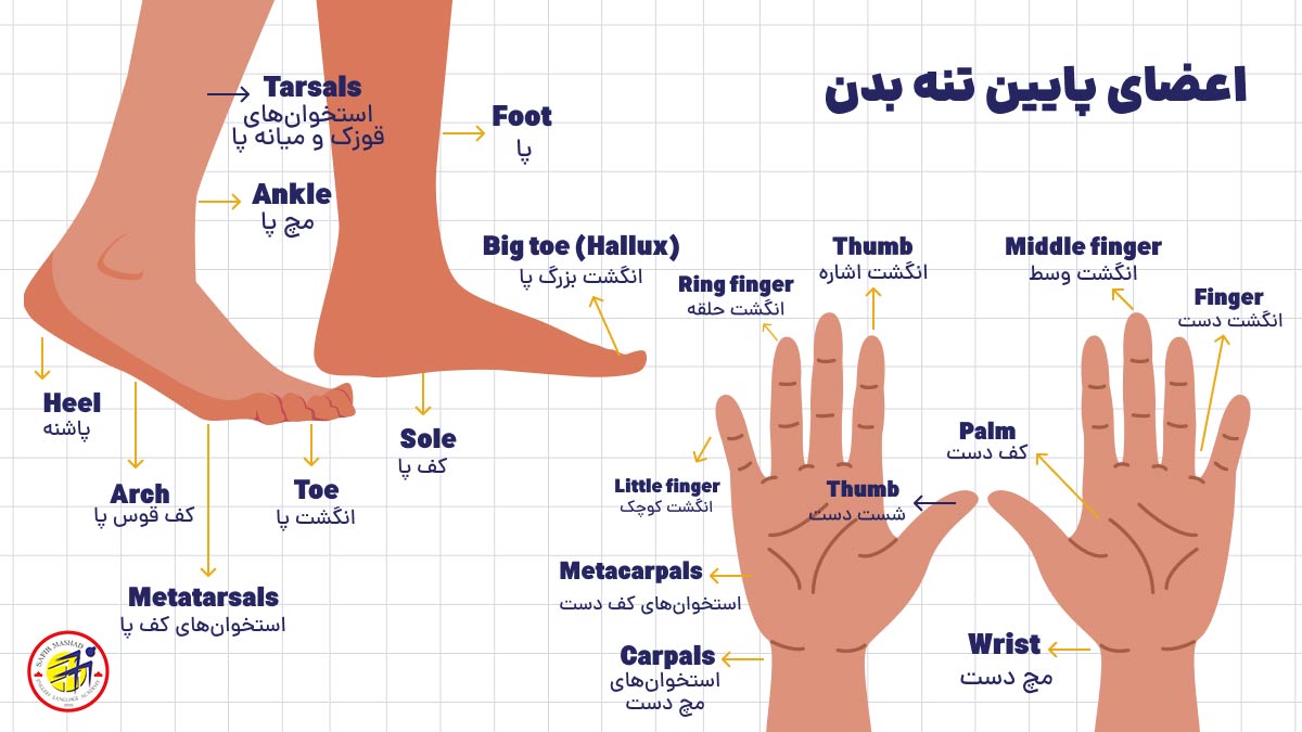 بخش های مختلف دست و پا به انگلیسی
