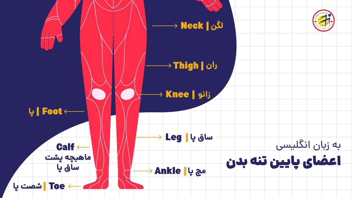 اعضای پایین تنه بدن به انگلیسی