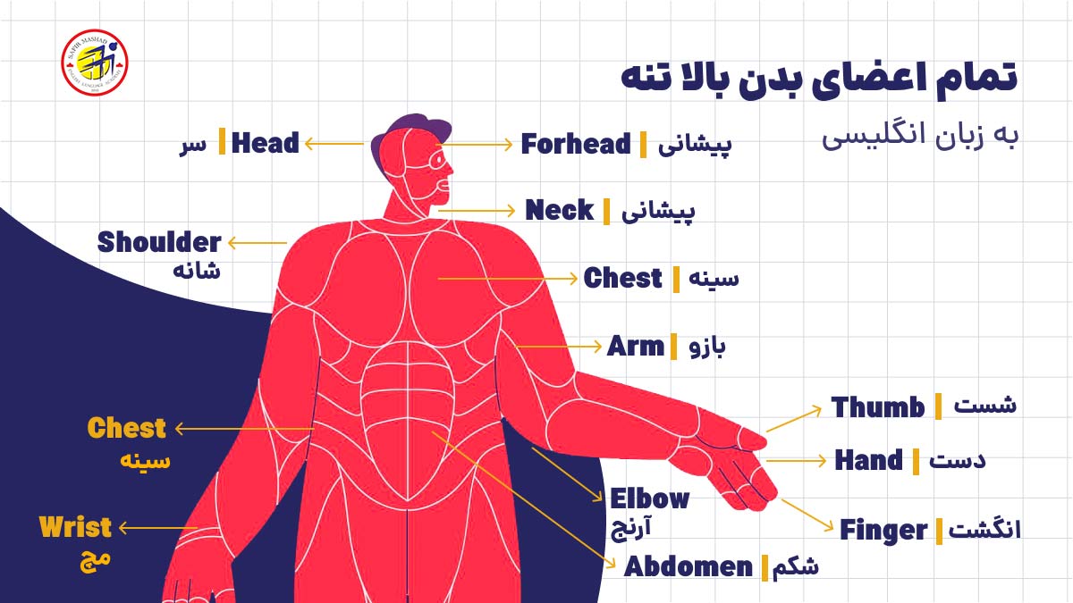 اعضای بالا تنه بدن به انگلیسی